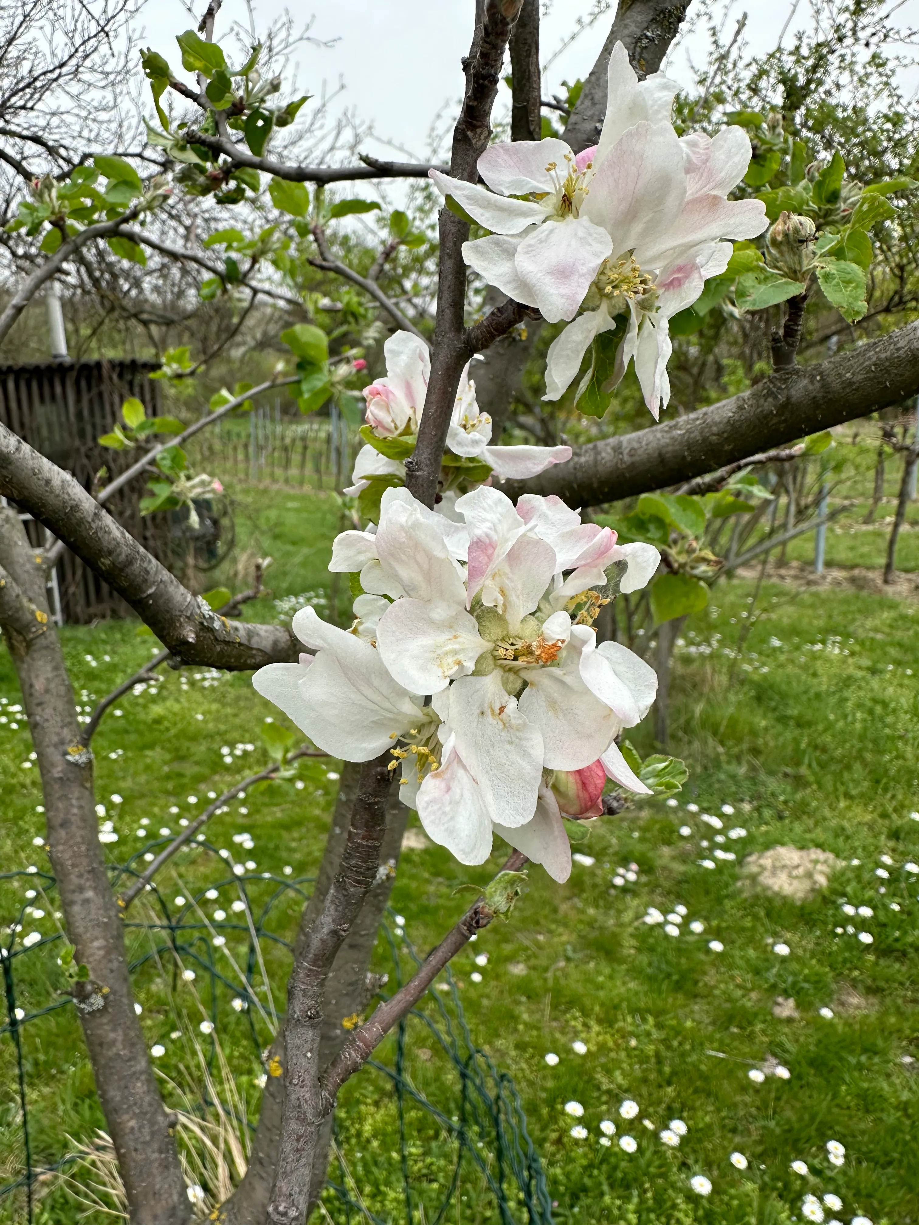 Apfelbaumblüte