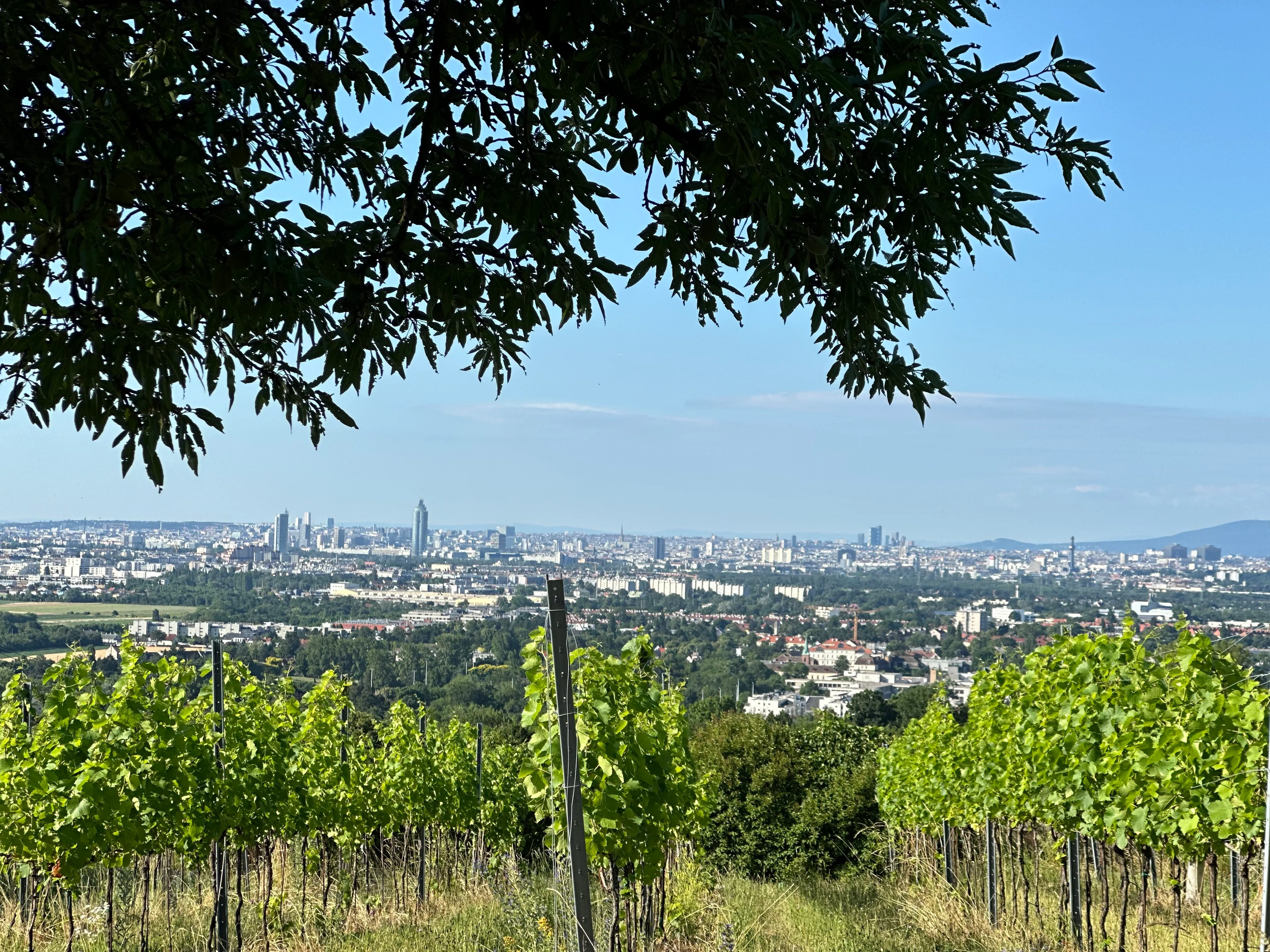 Blick auf Wien vom Weingarten