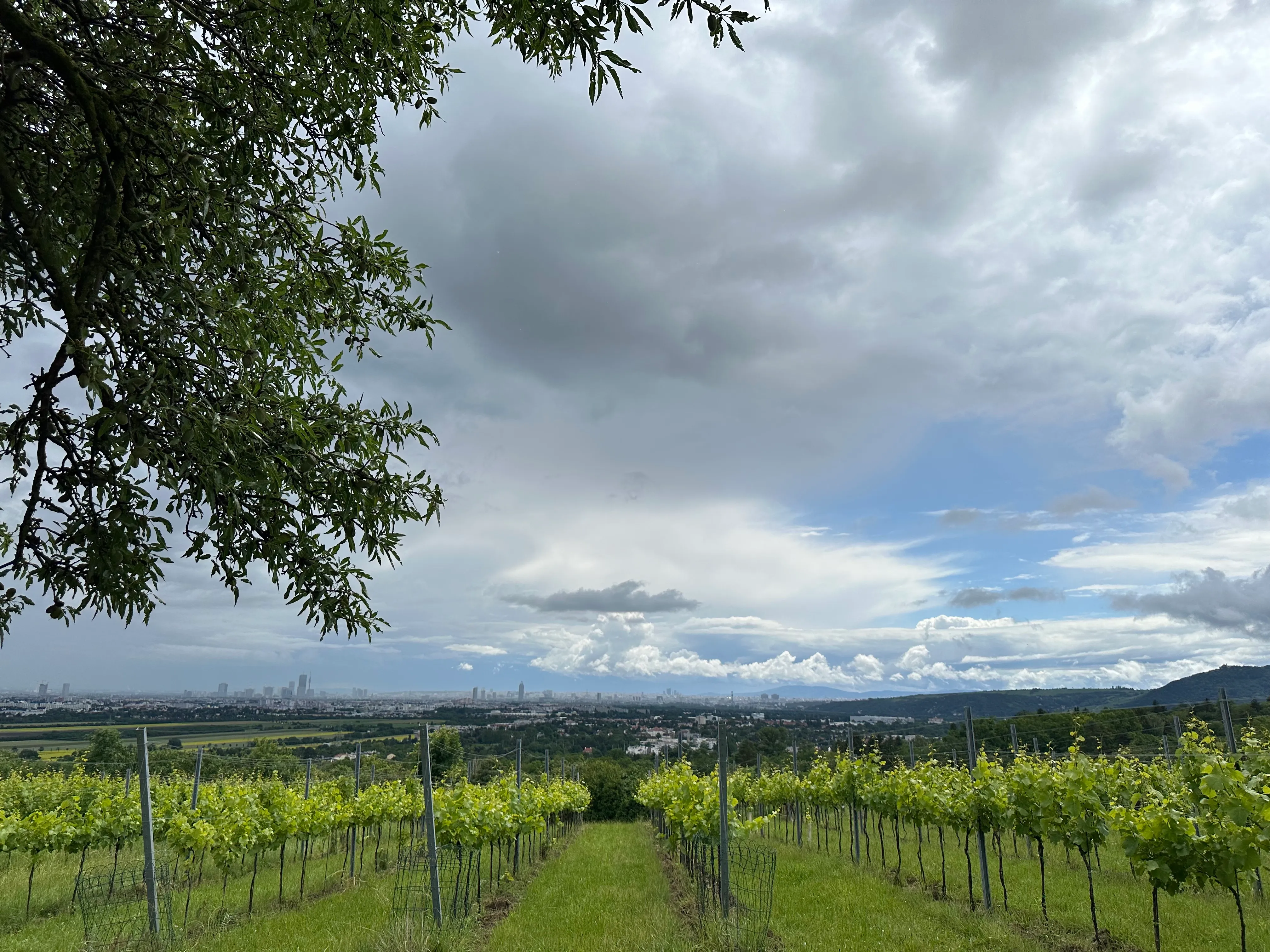 Blick auf Wien, Wolken