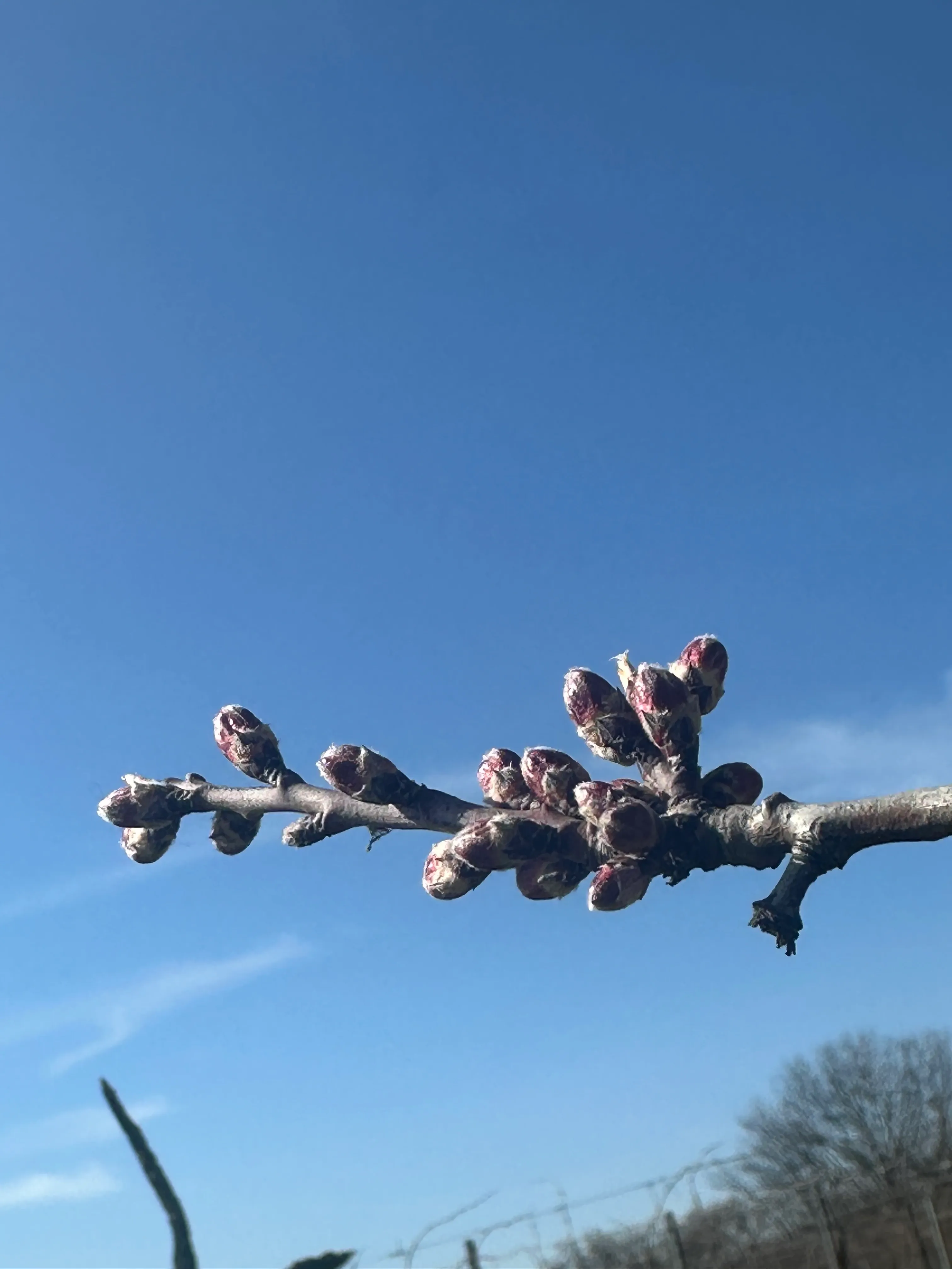 Knospen im Frühjahr