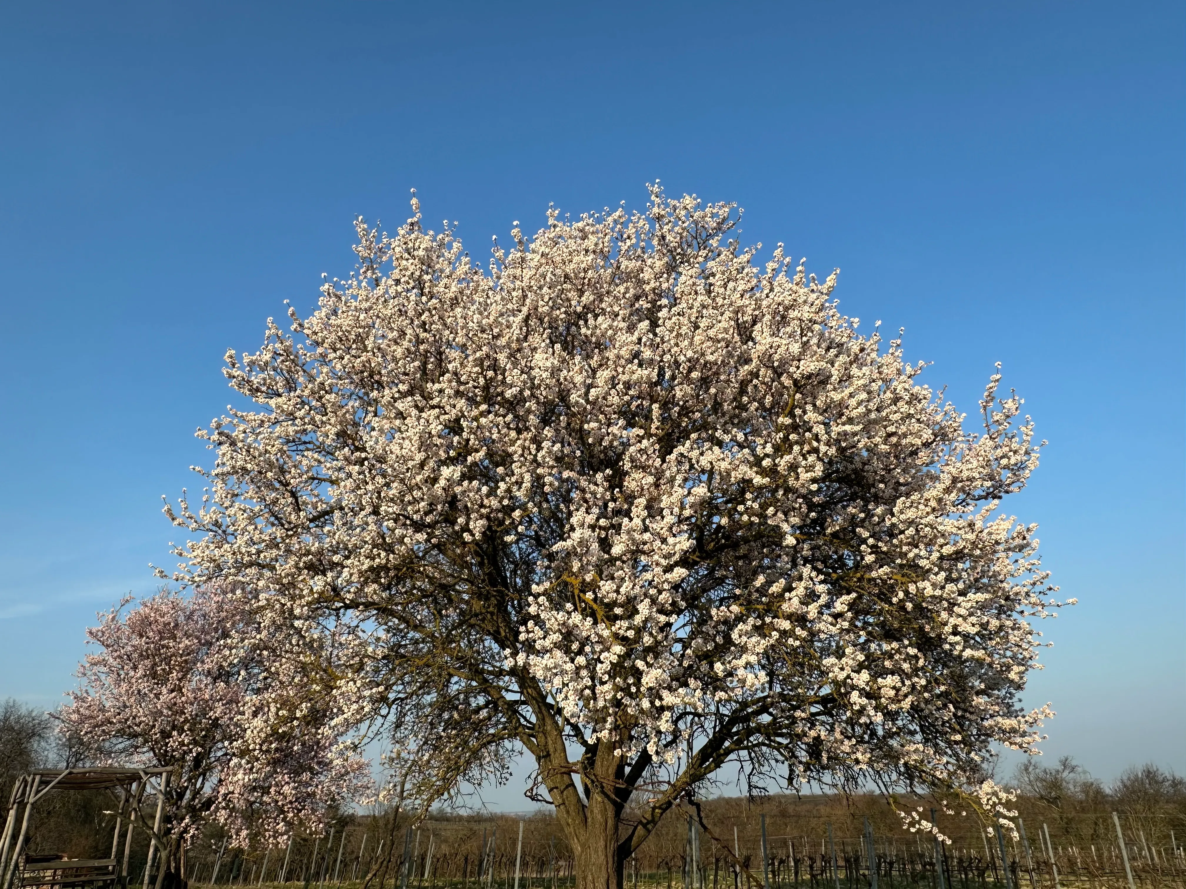 Mandelbaum in Blüte