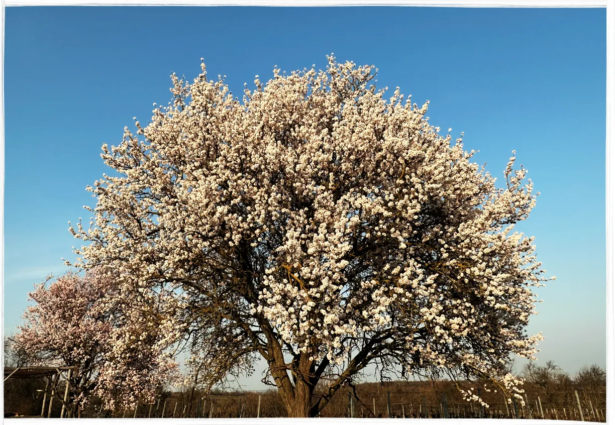 Bisamberg, Frühnebel
