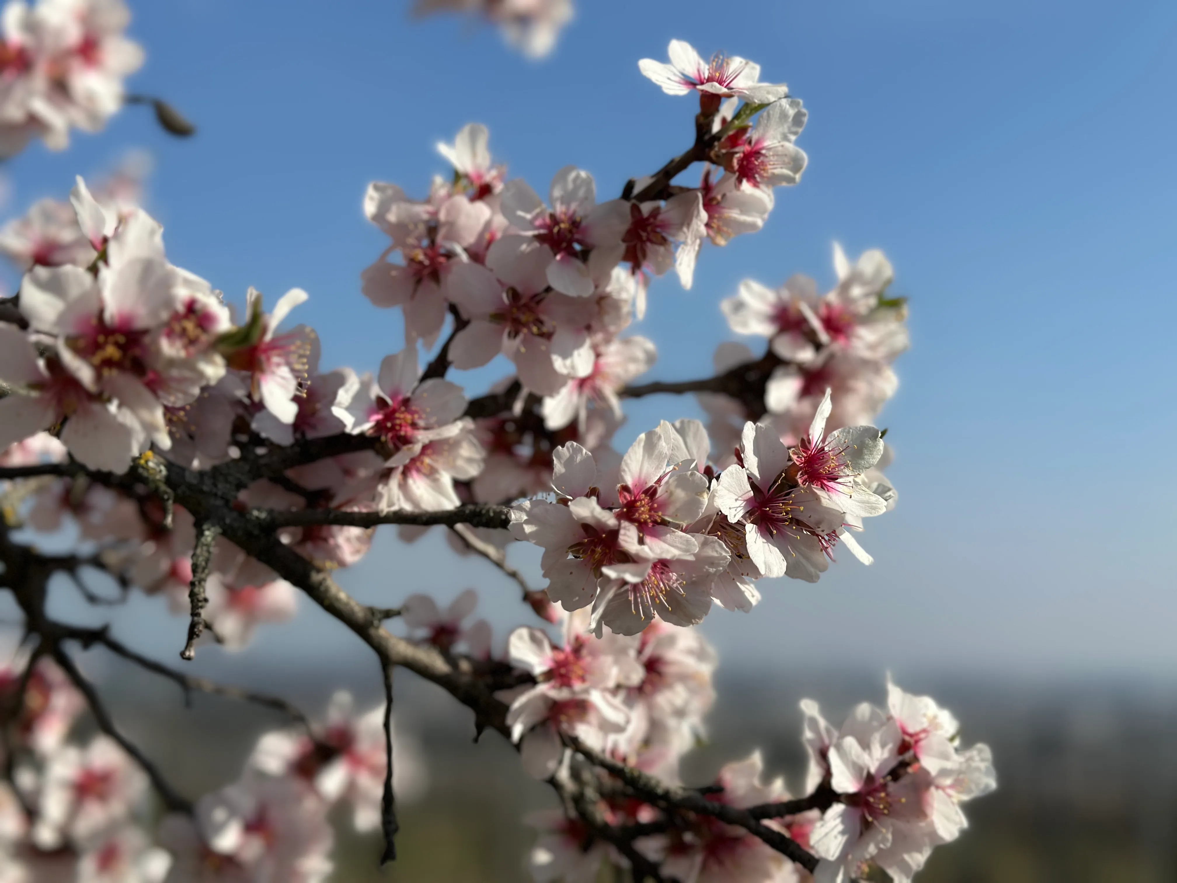 Mandelblüten, nahe