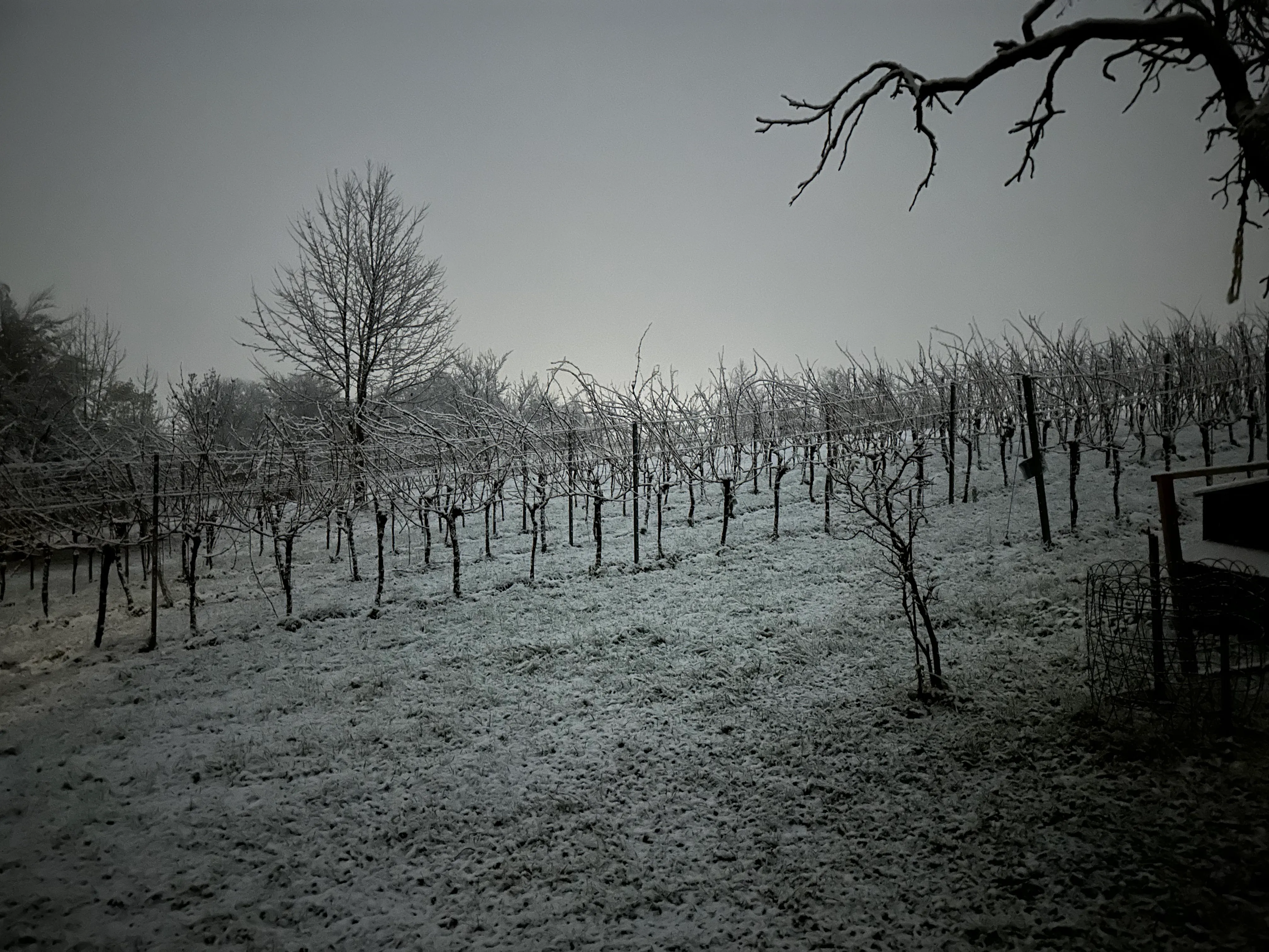 Weingarten, erster Schnee