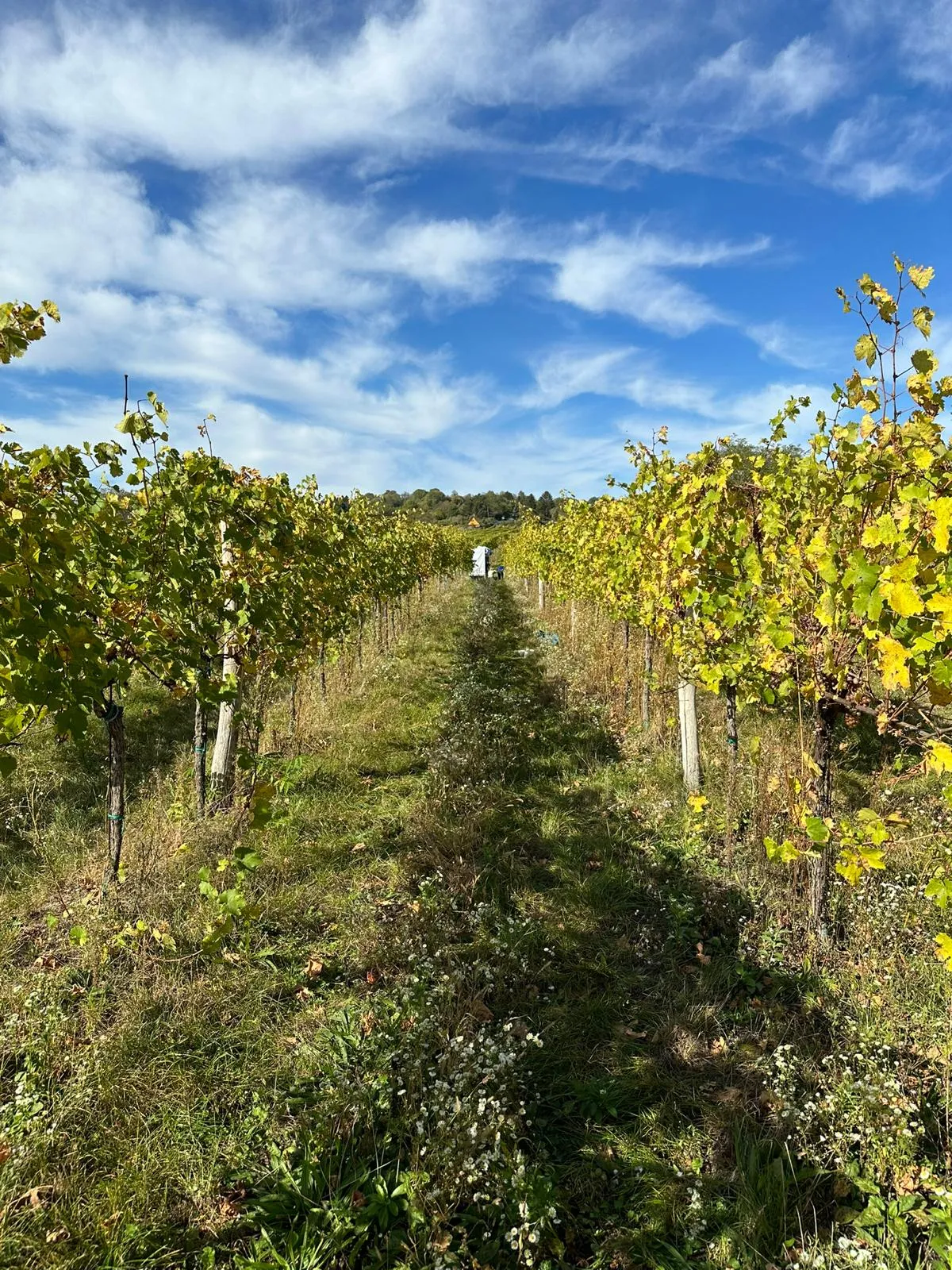 Weingartenzeile im Herbst