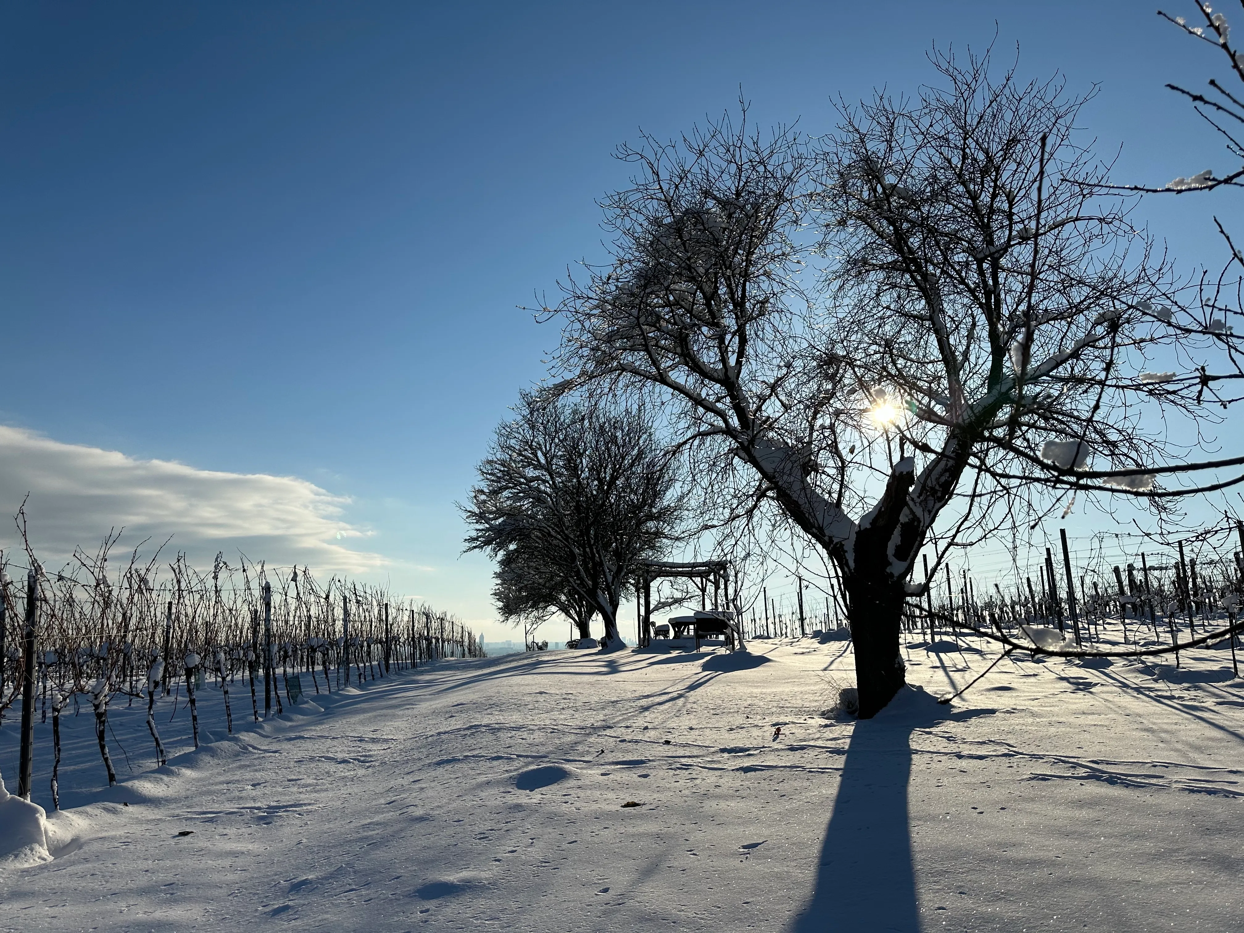 Wintermorgen im Weingarten